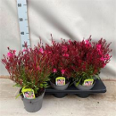 Gaura lindh. pink
