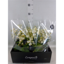 Phalaenopsis multi. 'Cream Punch