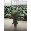 Ctenanthe oppenheimiana