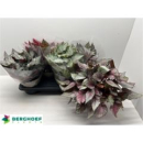 Begonia Rex 'Beleaf-Mix