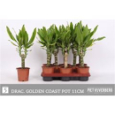 Dracaena frag. 'Golden Coast'