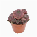 Rebutia muscula