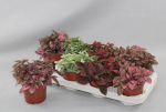 Hypoestes phyllo. Mix
