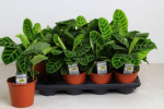 Calathea zebrina