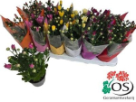 Chrysanthemum gemischt