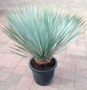 Yucca rostrata