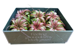 Tillandsia ohne Topf