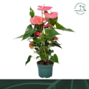 Anthurium andr. rosa