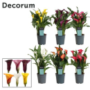 Calla Mix