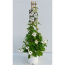 Thunbergia alata Pyramide weiß
