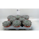 Echeveria  cuspidata