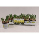 Narcissus 'Tete Boucle'
