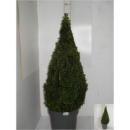 Buxus semp. Pyramide