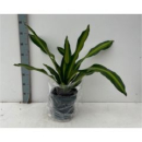 Dracaena frag. 'Burley'