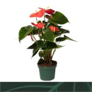 Anthurium andr.  'Solara' orange