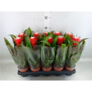 Guzmania  'Hope'
