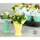 Mini Kalanchoe in Vase