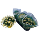 Argyranthemum frut. Busch gelb