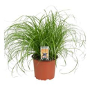 Katzengras Cyperus zumula