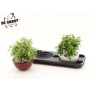Ficus Kinky in Schale