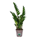 Zamioculcas zamiifolia