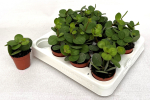 Mini Peperomia tetraphylla