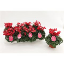 Cyclamen "Djix" hellrot