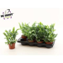 Phlebodium aureum 'Blue Star'