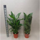 Spathiphyllum 'Sweet Lauretta'