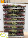 Erica cinerea