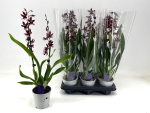 Burrageara 'Barrocco Red'