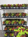 Coleus Trio