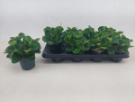 Peperomia obt. "Obtipan"