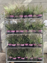 Eragrostis elliottii
