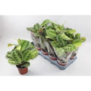 Maranta leuc.
