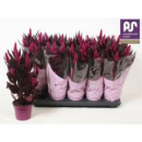 Celosia spic. 'Mystic Shades'