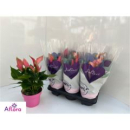 Anthurium 'Swing' pink