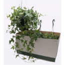 Hedera helix Ampel grünweiß