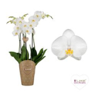 Phalaenopsis 3-4 Rispen weiß