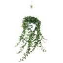 Hedera helix 'Mein Herz' Ampel