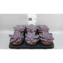 Echeveria 'Purple Pearl'