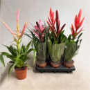 Tillandsia gemischt
