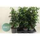 Ficus benja. 'Danielle'