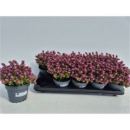 Origanum vulgare