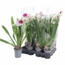 Miltoniopsis gemischt