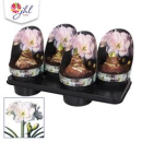 Hippeastrum XXL 'White Amadeus'