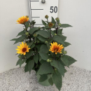 Heliopsis Kübel