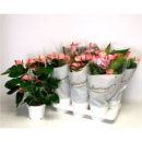 Anthurium andr. 'Mystique'