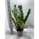Zamioculcas zamiifolia