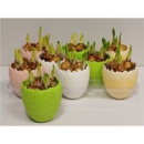 Narcissus im Ei bunt